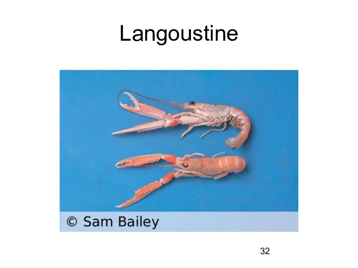 Langoustine