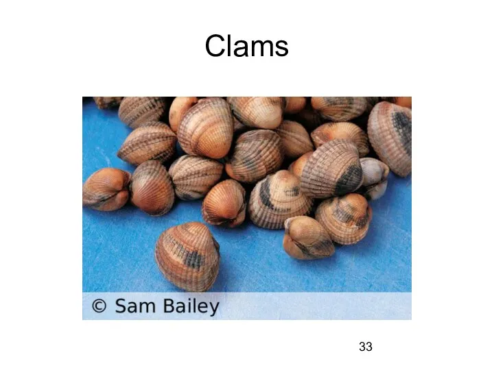 Clams