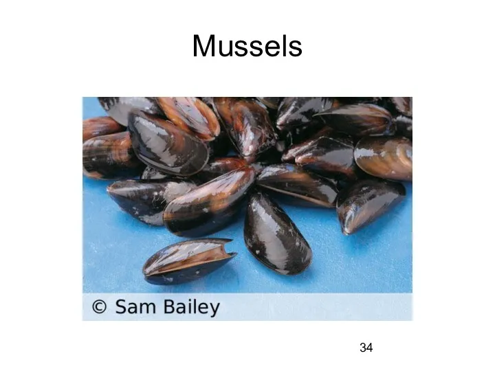 Mussels