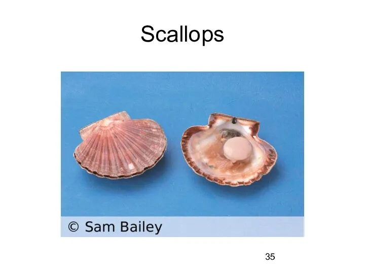 Scallops