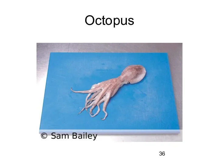 Octopus