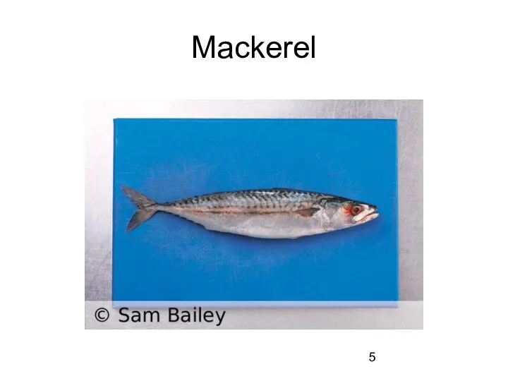 Mackerel