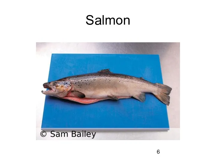 Salmon