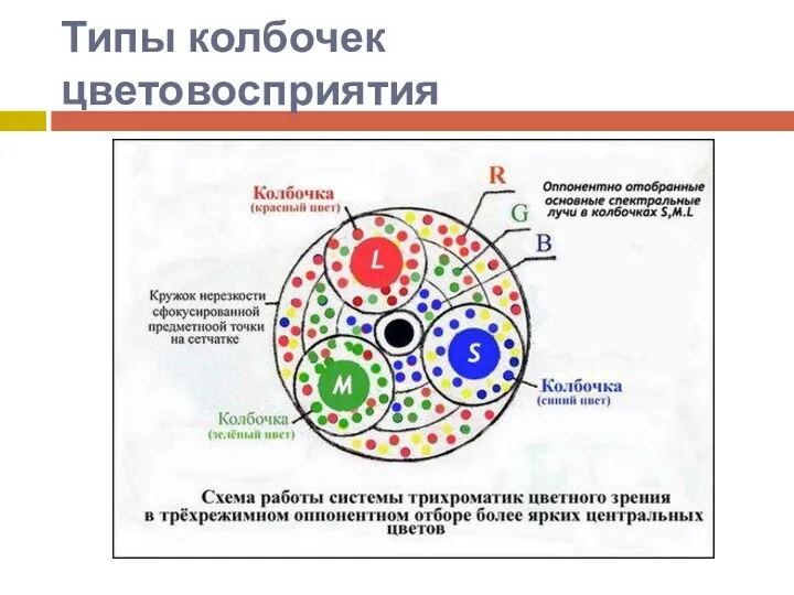 Типы колбочек цветовосприятия