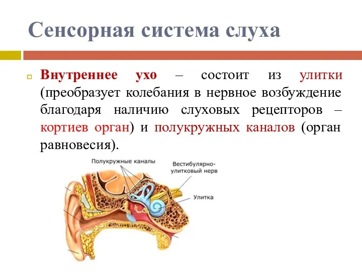 Сенсорная система слуха Внутреннее ухо – состоит из улитки (преобразует