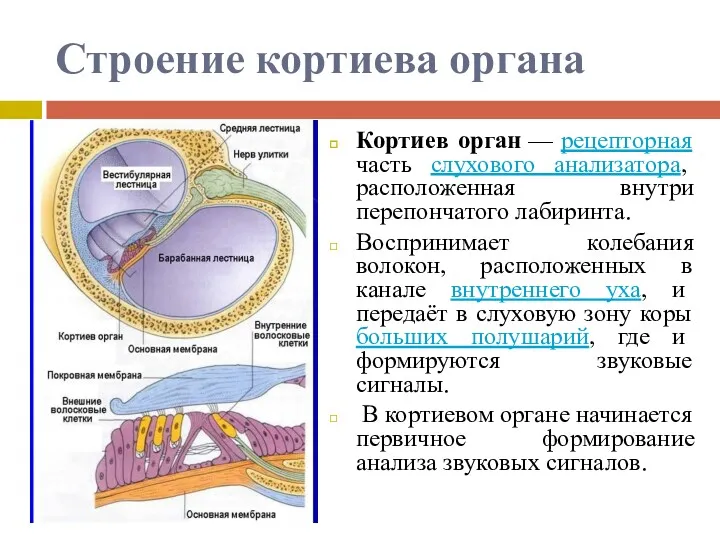 Строение кортиева органа Кортиев орган — рецепторная часть слухового анализатора,