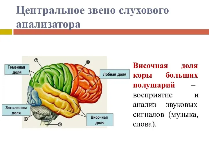 Центральное звено слухового анализатора Височная доля коры больших полушарий –