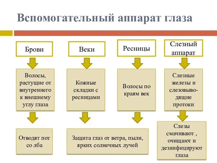 Вспомогательный аппарат глаза Брови Веки Ресницы Слезный аппарат Волосы, растущие