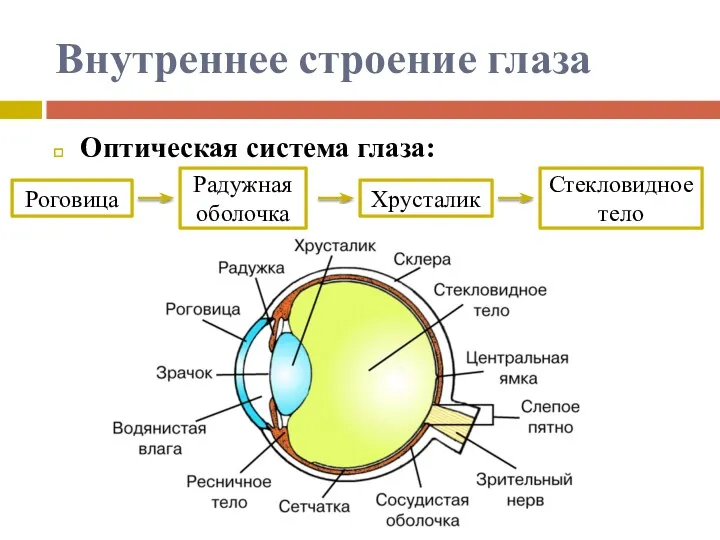 Внутреннее строение глаза Оптическая система глаза: Роговица Радужная оболочка Хрусталик Стекловидное тело