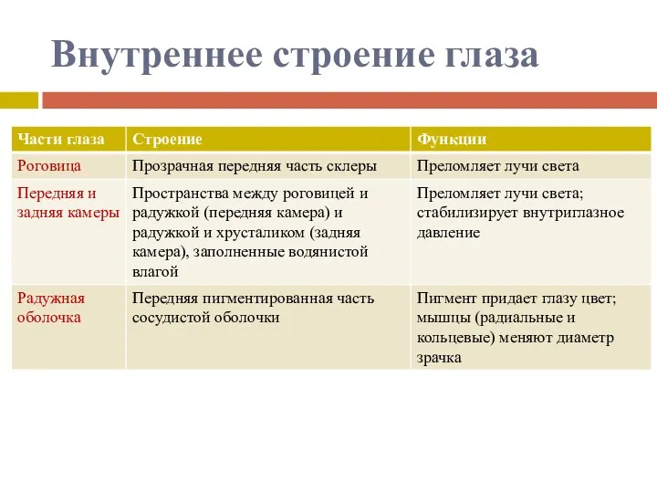 Внутреннее строение глаза