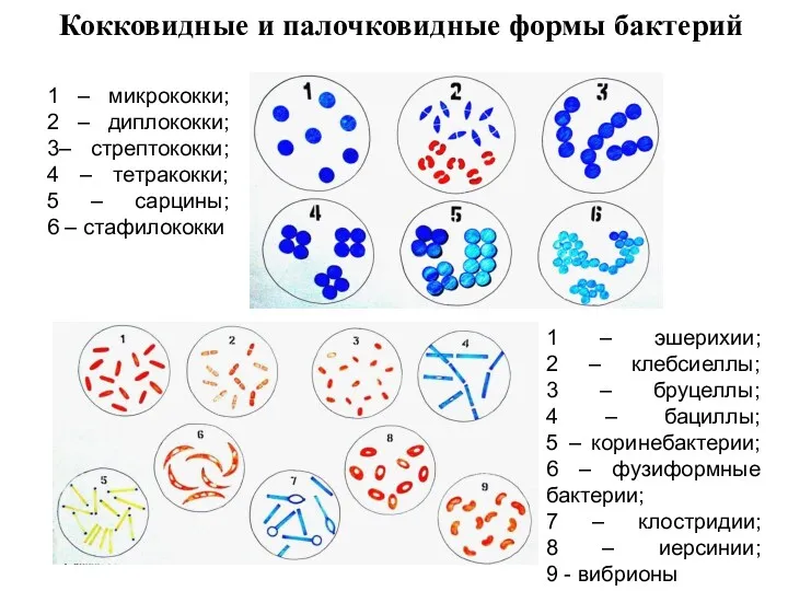 Кокковидные и палочковидные формы бактерий 1 – микрококки; 2 –