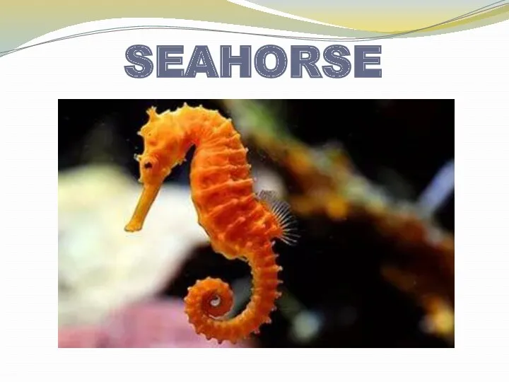 SEAHORSE