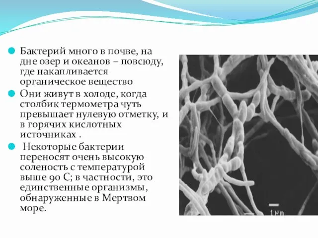 Бактерий много в почве, на дне озер и океанов –