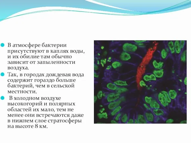 В атмосфере бактерии присутствуют в каплях воды, и их обилие
