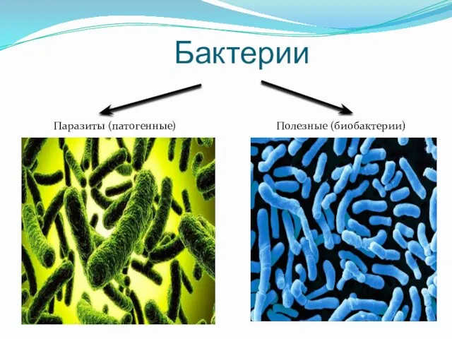 Бактерии Паразиты (патогенные) Полезные (биобактерии)