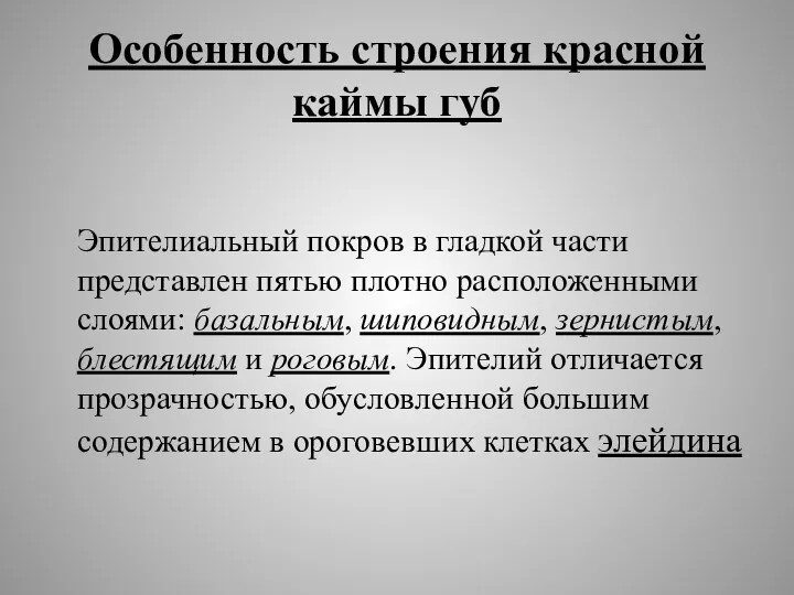 Особенность строения красной каймы губ Эпителиальный покров в гладкой части