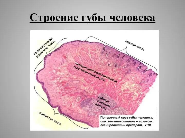 Строение губы человека