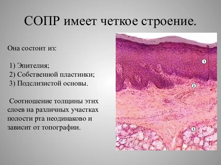 Она состоит из: 1) Эпителия; 2) Собственной пластинки; 3) Подслизистой