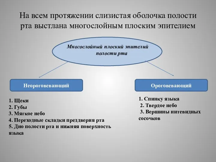 На всем протяжении слизистая оболочка полости рта выстлана многослойным плоским