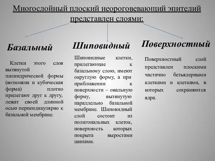 Многослойный плоский неороговевающий эпителий представлен слоями: Базальный Шиповидный Поверхностный Шиповидные