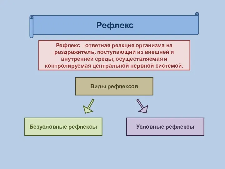 Рефлекс Рефлекс - ответная реакция организма на раздражитель, поступающий из