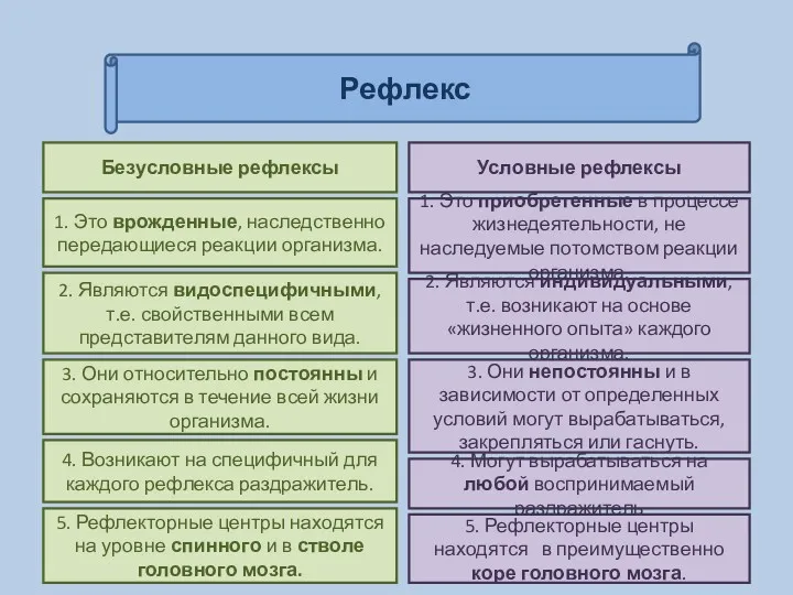 Рефлекс Безусловные рефлексы Условные рефлексы 1. Это врожденные, наследственно передающиеся