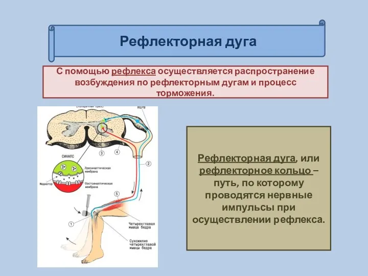 Рефлекторная дуга С помощью рефлекса осуществляется распространение возбуждения по рефлекторным