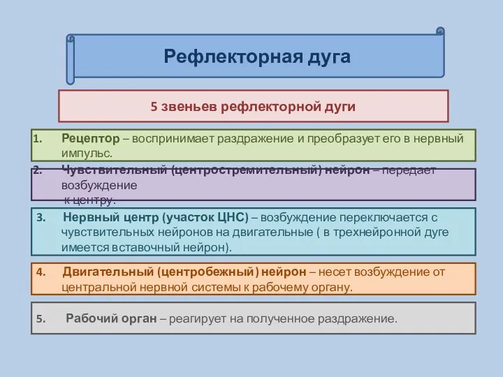 Рефлекторная дуга 5 звеньев рефлекторной дуги Рецептор – воспринимает раздражение