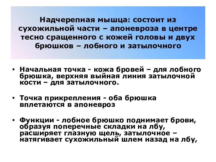 Надчерепная мышца: состоит из сухожильной части – апоневроза в центре