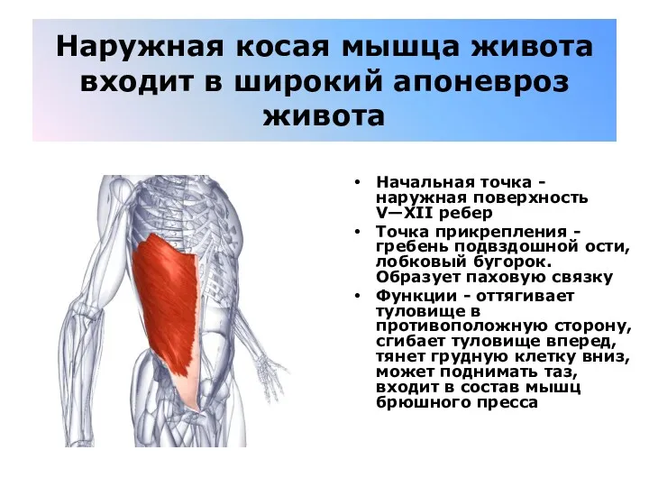 Наружная косая мышца живота входит в широкий апоневроз живота Начальная