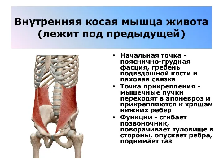 Внутренняя косая мышца живота(лежит под предыдущей) Начальная точка - пояснично-грудная