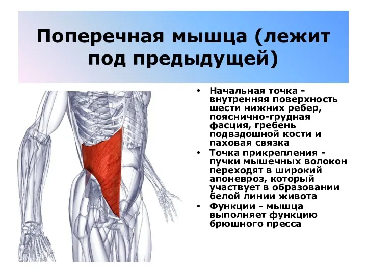 Поперечная мышца (лежит под предыдущей) Начальная точка - внутренняя поверхность