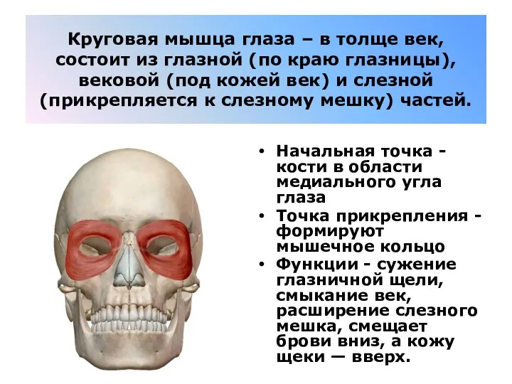 Круговая мышца глаза – в толще век, состоит из глазной