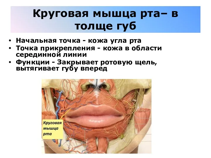 Круговая мышца рта– в толще губ Начальная точка - кожа