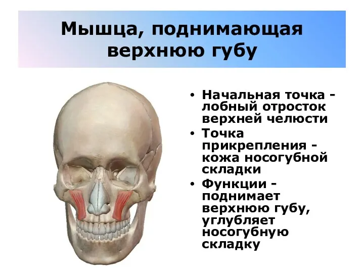 Мышца, поднимающая верхнюю губу Начальная точка - лобный отросток верхней