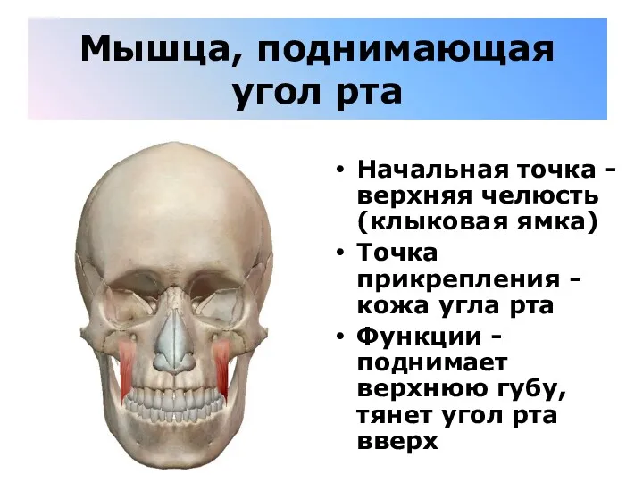 Мышца, поднимающая угол рта Начальная точка - верхняя челюсть (клыковая