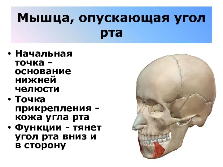 Мышца, опускающая угол рта Начальная точка - основание нижней челюсти