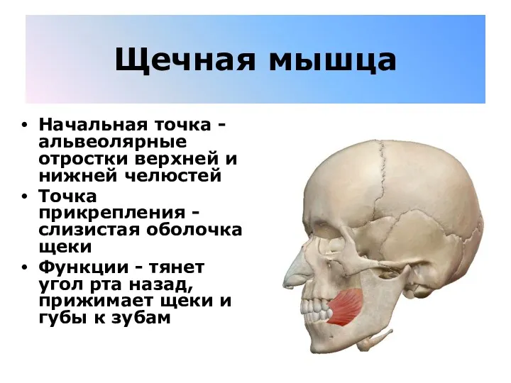 Щечная мышца Начальная точка - альвеолярные отростки верхней и нижней