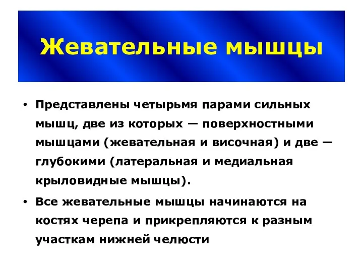 Жевательные мышцы Представлены четырьмя парами сильных мышц, две из которых