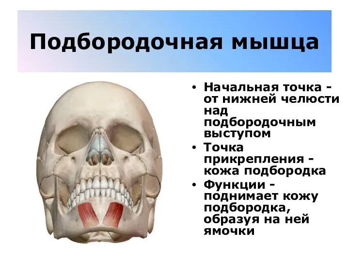 Подбородочная мышца Начальная точка - от нижней челюсти над подбородочным