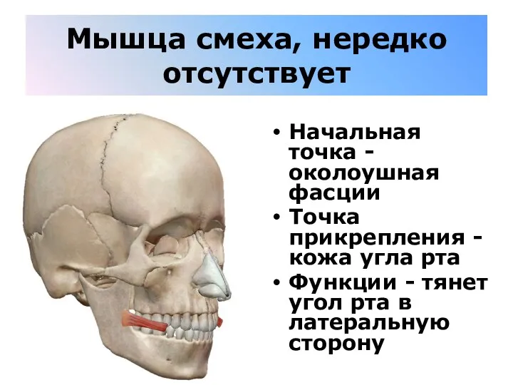 Мышца смеха, нередко отсутствует Начальная точка - околоушная фасции Точка