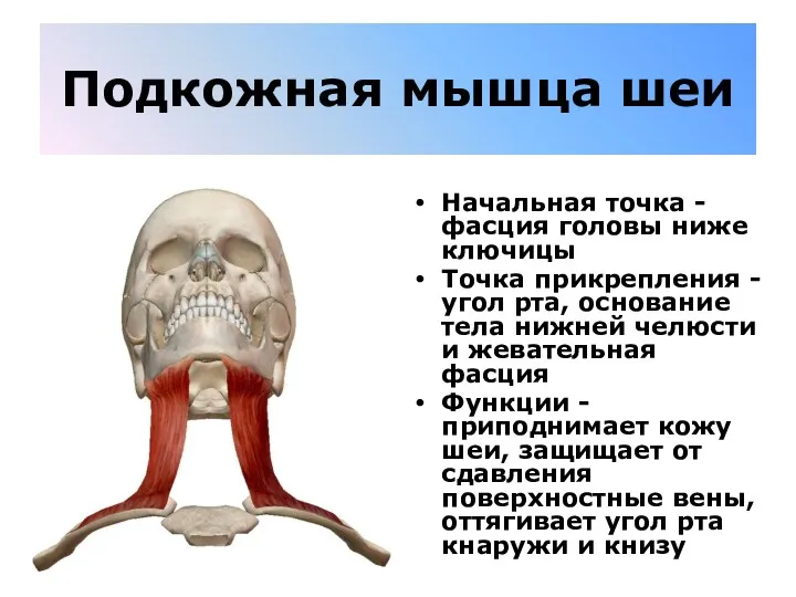 Подкожная мышца шеи Начальная точка - фасция головы ниже ключицы