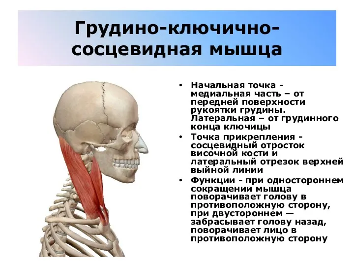 Грудино-ключично-сосцевидная мышца Начальная точка - медиальная часть – от передней