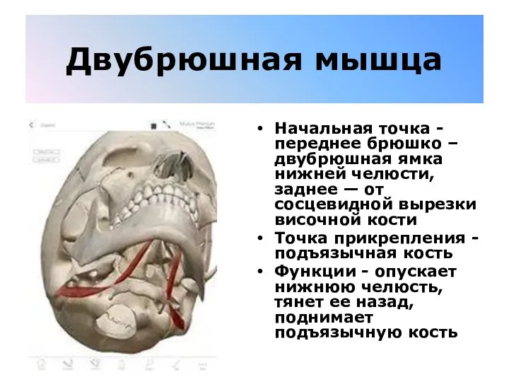 Двубрюшная мышца Начальная точка - переднее брюшко – двубрюшная ямка