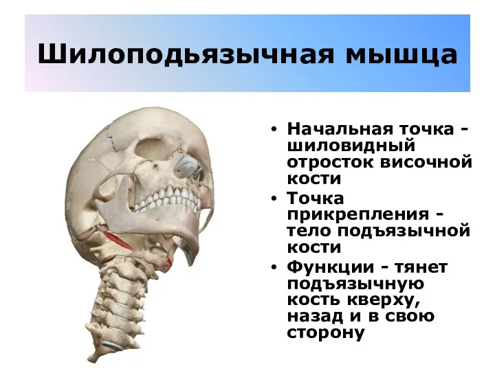 Шилоподьязычная мышца Начальная точка - шиловидный отросток височной кости Точка