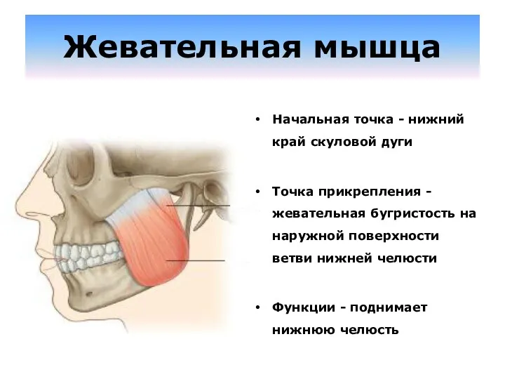 Жевательная мышца Начальная точка - нижний край скуловой дуги Точка