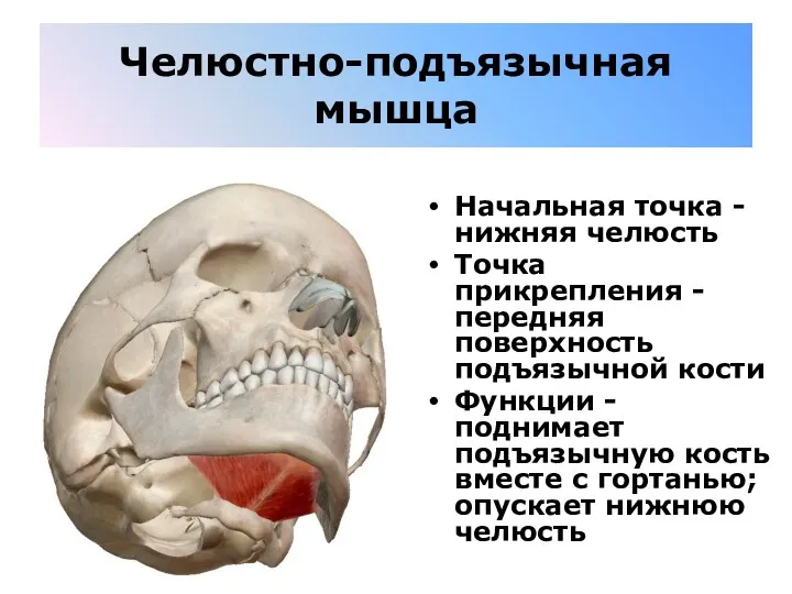 Челюстно-подъязычная мышца Начальная точка - нижняя челюсть Точка прикрепления -