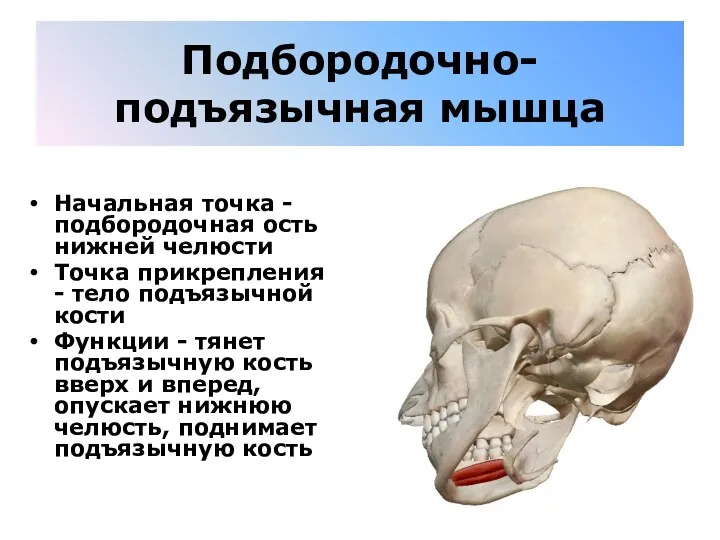 Подбородочно-подъязычная мышца Начальная точка - подбородочная ость нижней челюсти Точка