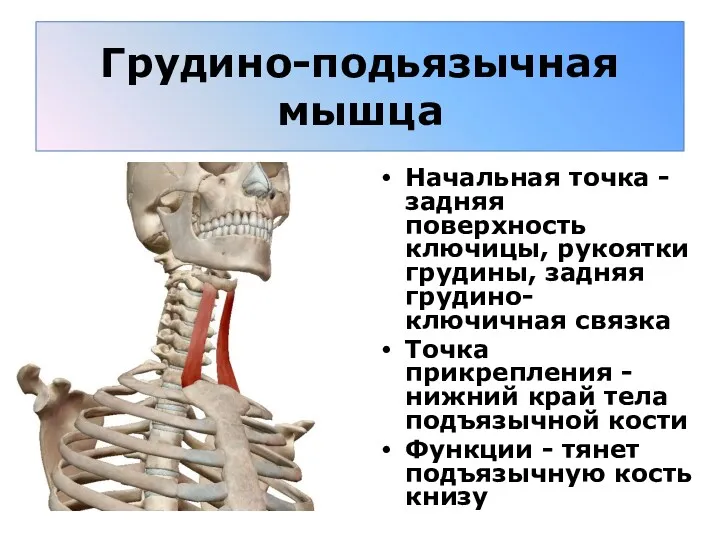 Грудино-подьязычная мышца Начальная точка - задняя поверхность ключицы, рукоятки грудины,