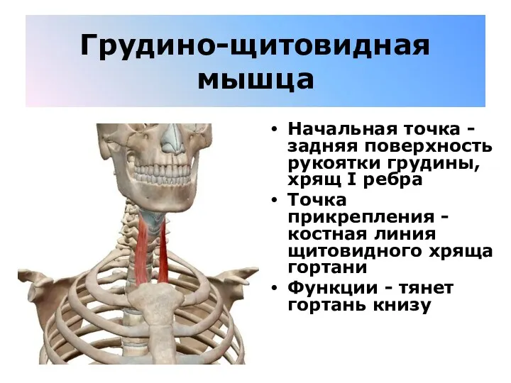 Грудино-щитовидная мышца Начальная точка - задняя поверхность рукоятки грудины, хрящ